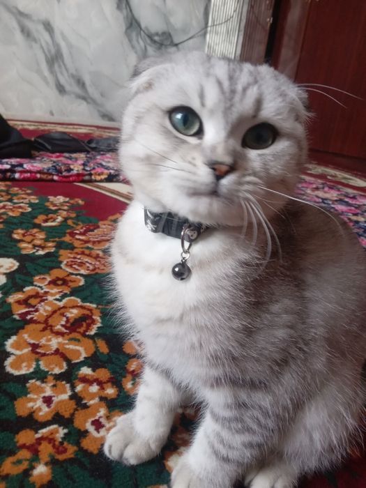 Кот очен умный и ласковий