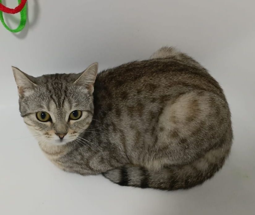 Отдам в добрые руки