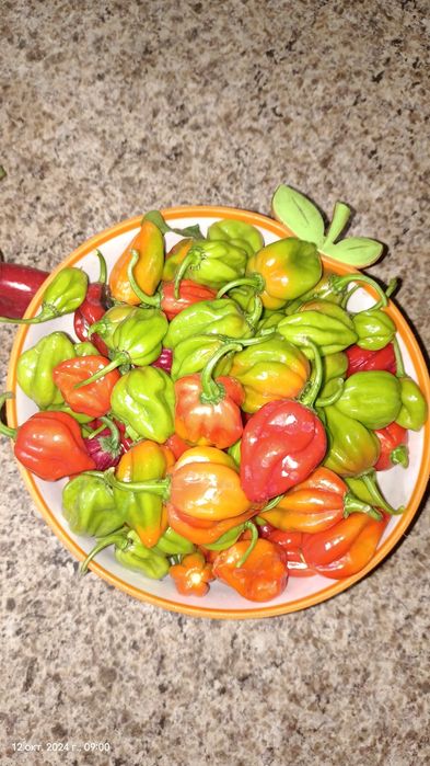 Продам острый перец