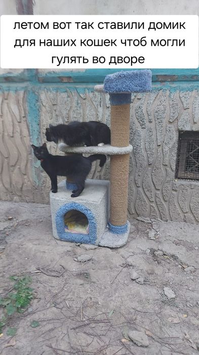 ПОМОГИТЕ найти Кота!!