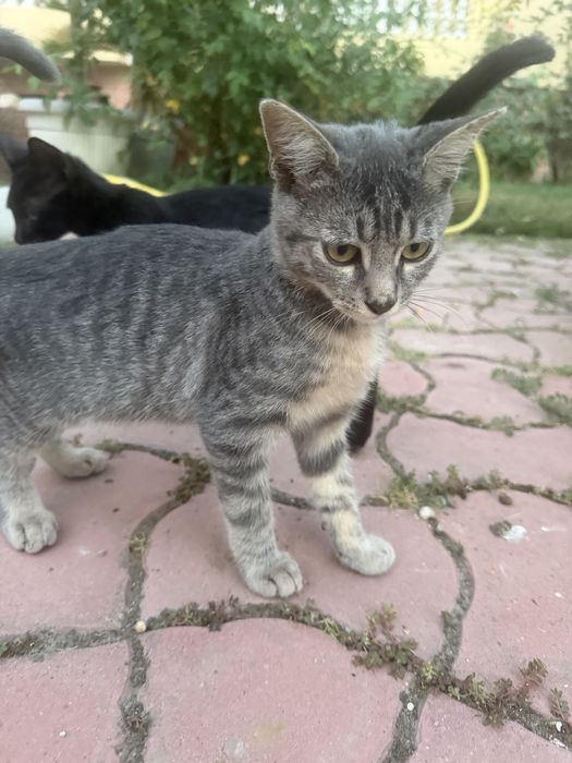 Pisicute pentru adoptie
