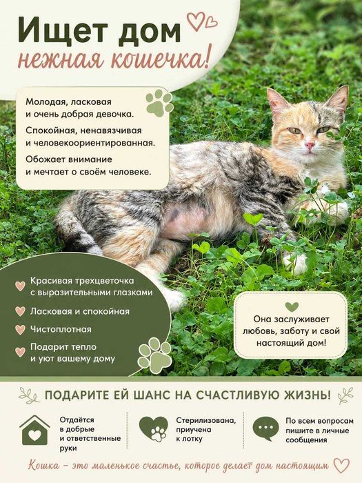 Кошечка бесплатно даром