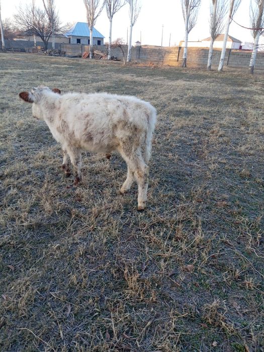 Өгізшелер сатылады