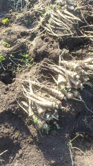 Patrunjel de rădăcină