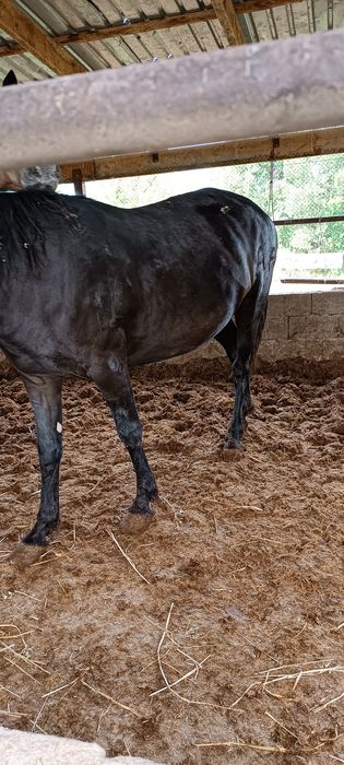 Продам откормленных лошадей