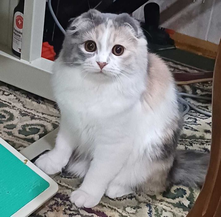 Продаётся кошечка 8 месяцев