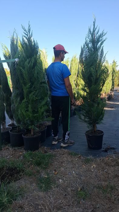 Leylandii la ghiveci la super preț