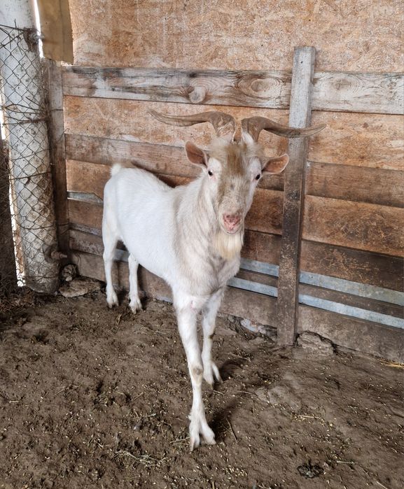 Vând țap rasa Saanen