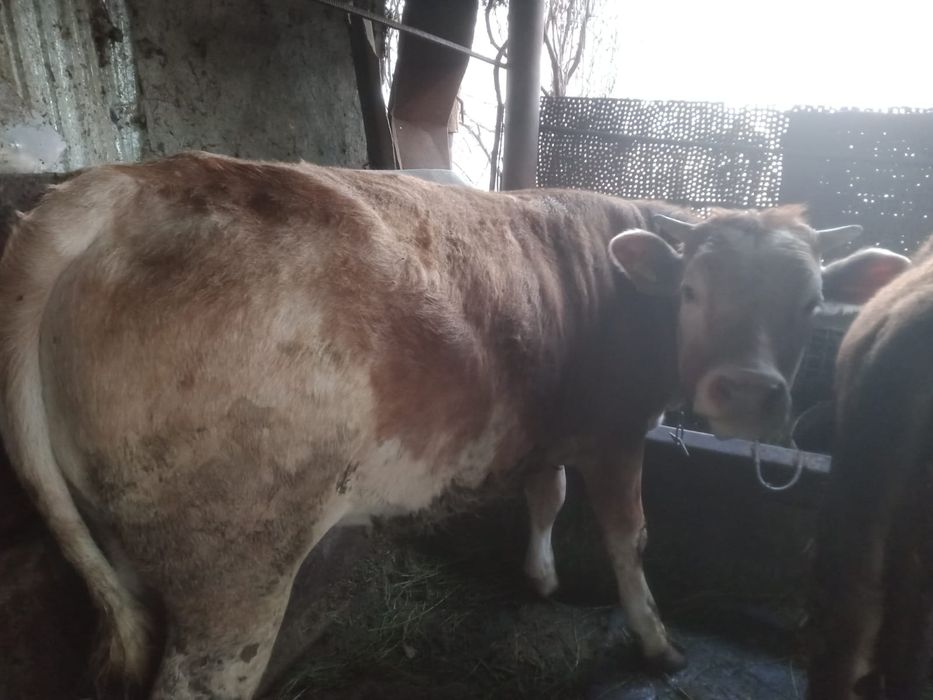 Продам тёлок, три штуки.