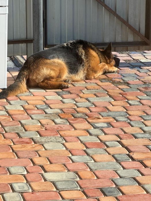 Элитная немецкая овчарка