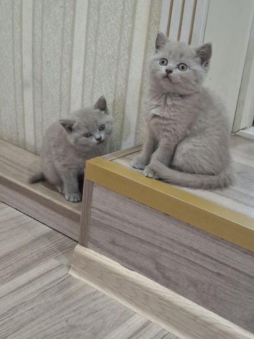 Британкие котята