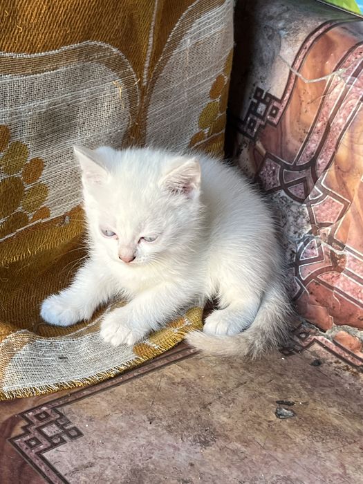 Котята отдам бесплатно