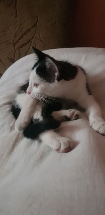 SOS ! Котёнок.  Даром !
