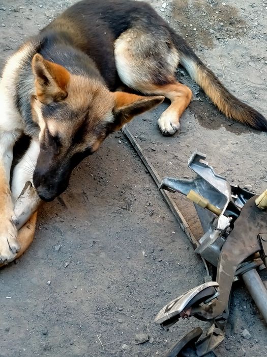 Продам собака немецкая девочка 7 месяцев