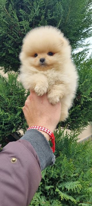 Померан поверанче