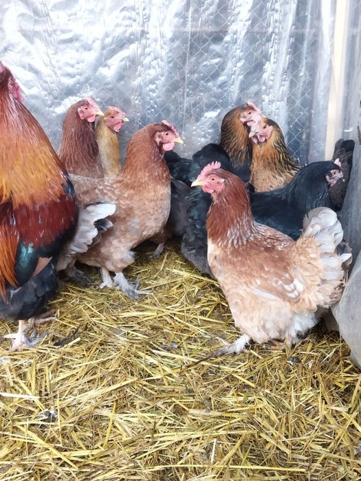 Продам куры домашние