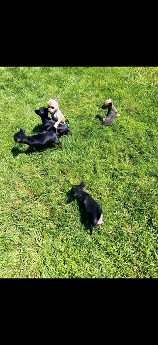 4 Мини-пинчерчета