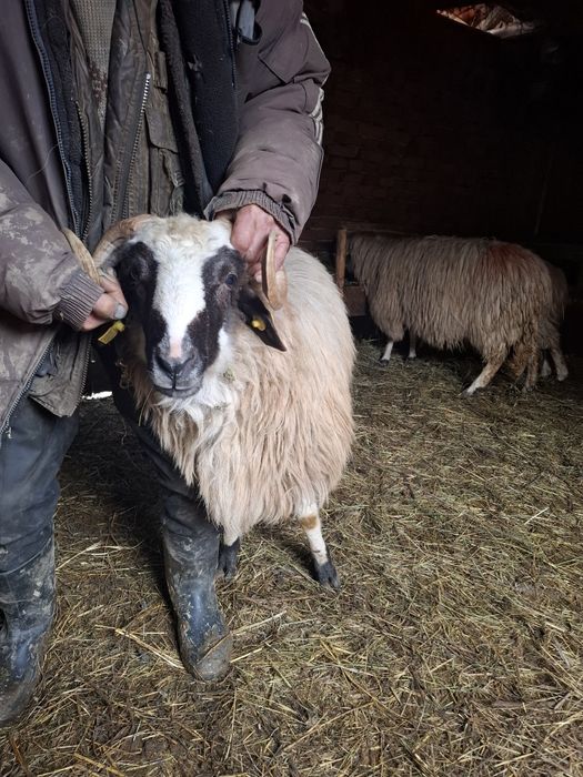 Vând 2 berbeci un noaten si unu de 5 ani