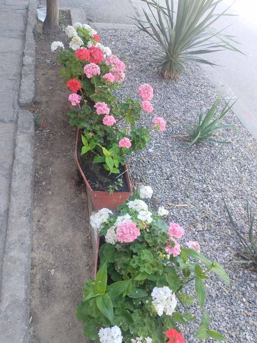 Продава се Магазин в Хасково, Център - 395 кв.м за 323 €/кв.м - Снимка #4