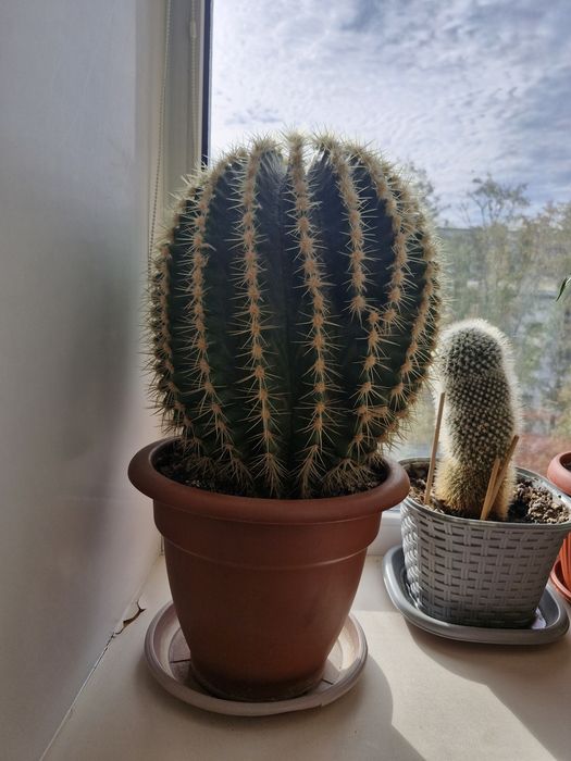 Продам кактус 20000 тг