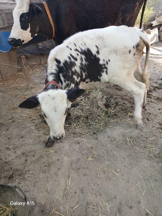 SIGIR bolasi gunojin