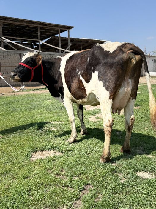 Сүтті бұзаулы сиыр