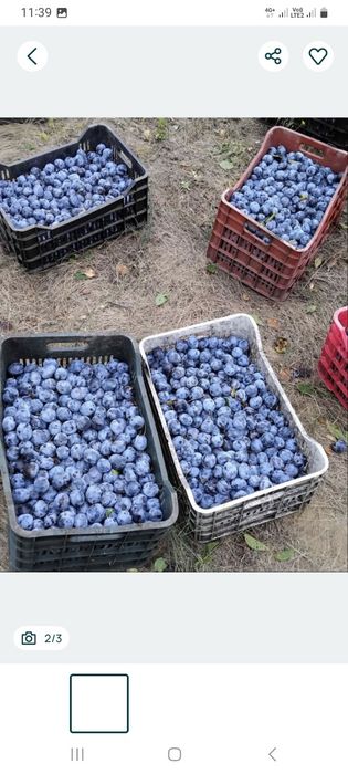 Vand prune pentru tuica