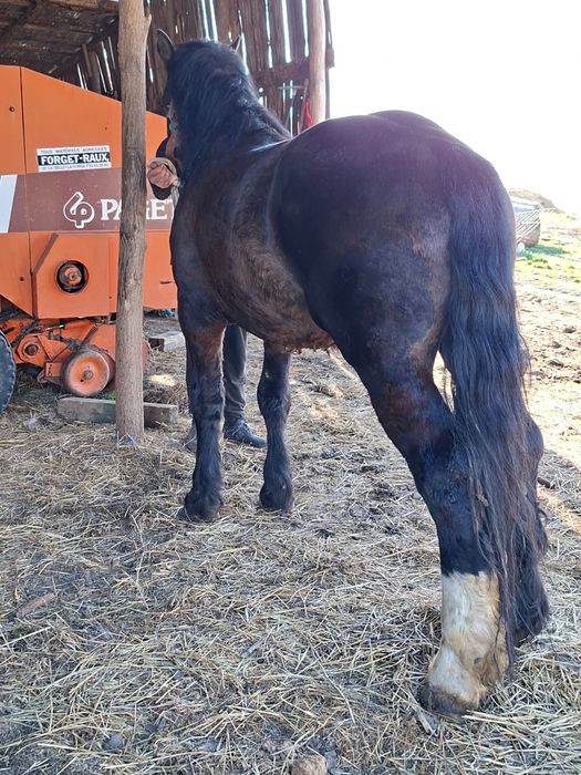 Vând armăsar de 4 ani