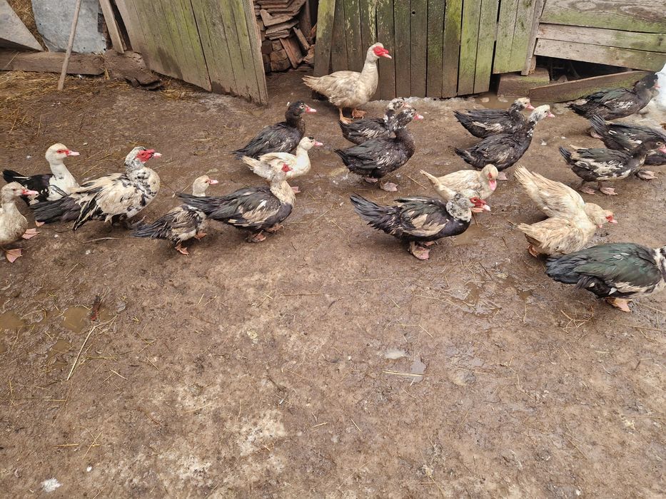 Rațe  mute și rățoi