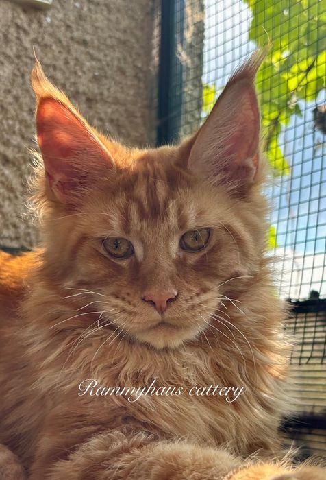 Felisa autorizata WCF, vinde pisoi cu pedigree, rasa Maine coon