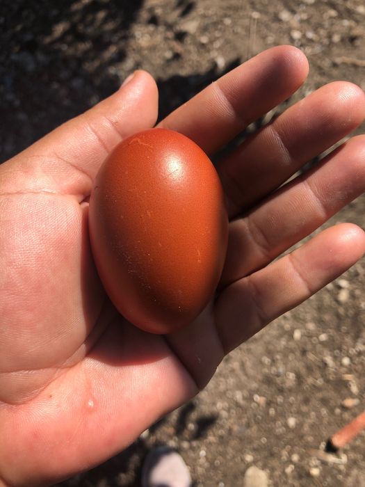 Ouă Marans si Australop pentru incubat