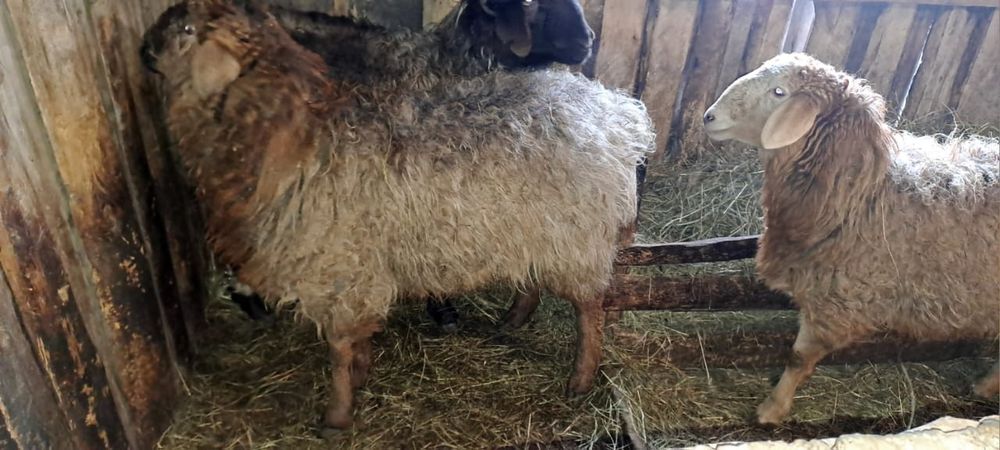 Продам барачиков стоят на откорме