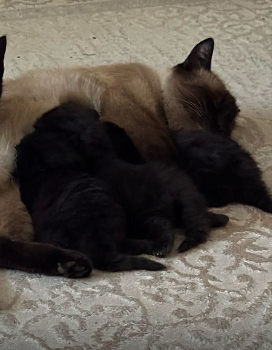 Отдам котят в надежные руки