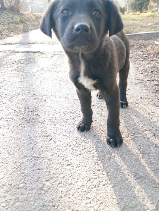 Щеночка выкинули из машины , плачет ищет дом,помогите добрые люди