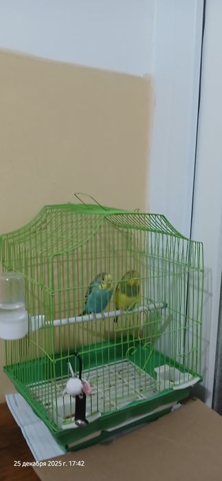 Птицы Попугай пара