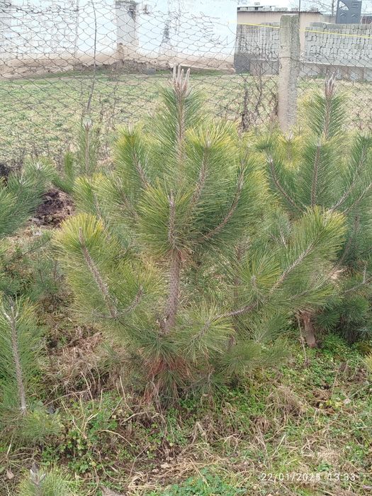 Qirim sasna koʻchatlari