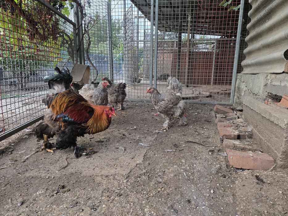 Brahma silver orange