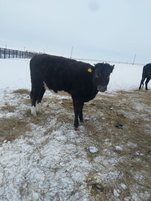 Продам КРС (6 телок (оптом))