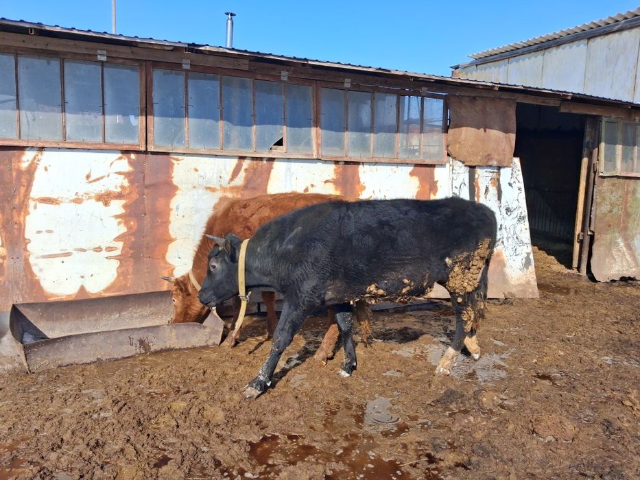 Продам быков 2-х лет