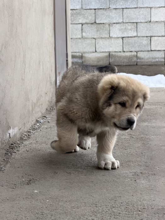 Шенок кобель хорошыйх кровей