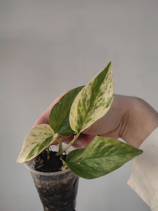 Сциндапсус марбл квин