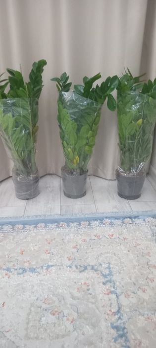 Замиакулькас. Долар