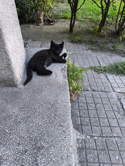 Подарявам котенце