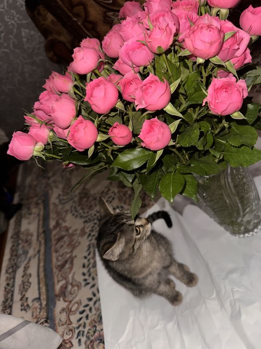 Отдам котенка в добрые руки