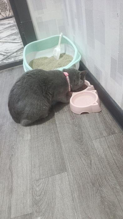 Mushuk rangi seriy urgatilgan aqilli