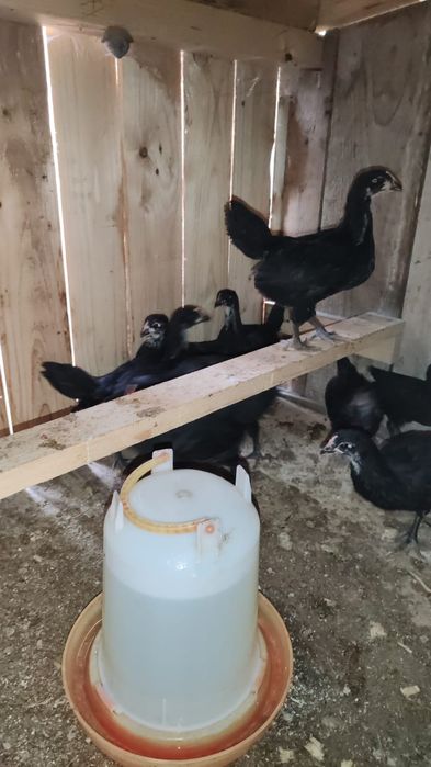 Pui  de rasa, Australorp