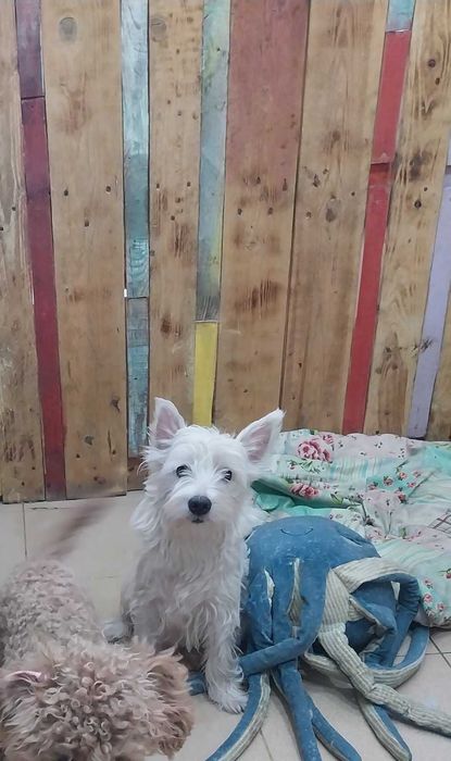 Уест териер-уестхайлендуаит териер/момиче/