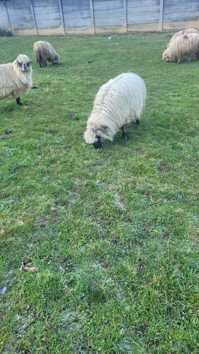 Vând trei oi mai multe detalii la telfon