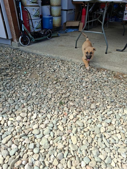 Cățelușe spre adopție