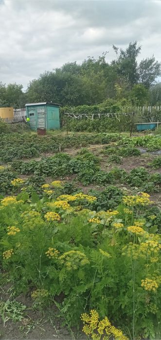 Продам дачу в обществе Борки